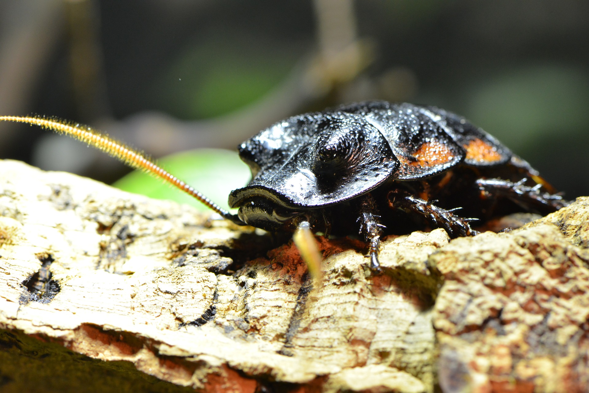 Cockroaches In Hawaii